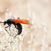 Tarantula Hawk - prawdziwy drapieżnik