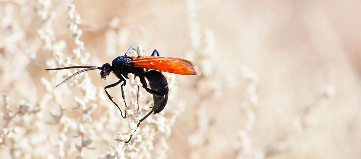 Tarantula Hawk - prawdziwy drapieżnik