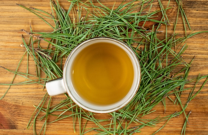Herbata z igieł sosny – antidotum na jesienne infekcje